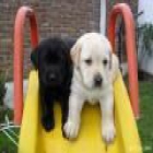 Labrador dorados y negros muy buenos se enseñan - mejor precio | unprecio.es