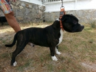 Staffordshire bull terrier para montas - mejor precio | unprecio.es