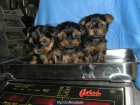 yorkshire terrier enano+garantia+2meses edad+vacunas - mejor precio | unprecio.es