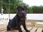 CACHORRITA SHAR PEI 300 € - CON PEDIGRI - LOE - LISTA PARA ENTREGAR - mejor precio | unprecio.es