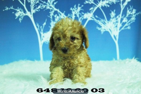 cachorritos caniche toy