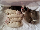 camada bull terrier pedigree loe - mejor precio | unprecio.es