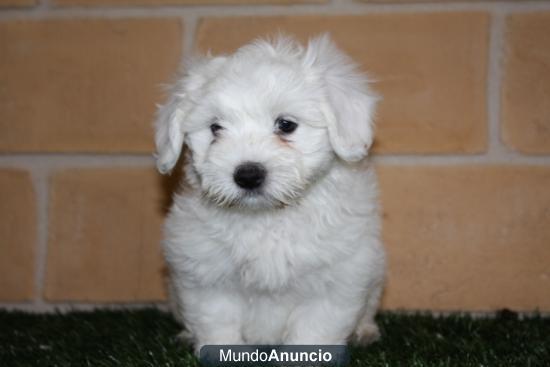 Camada de Bichon Maltes, vendo bien