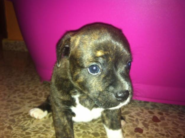 Camada Stafforshire bull terrier staffy