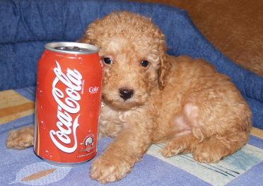 Caniche, cachorritos al mejor precio