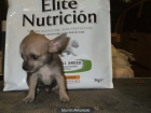 CHIHUAHUA PEDIGRI NACIONAL LOE 550 - mejor precio | unprecio.es