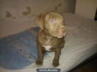 Perrita Pitbull Red Nose - mejor precio | unprecio.es