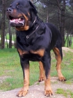 Rottweiler para montas - mejor precio | unprecio.es