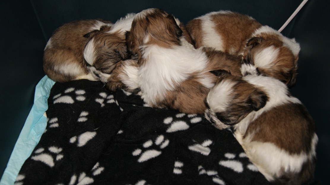 Se vende shih tzu