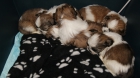 Se vende shih tzu - mejor precio | unprecio.es