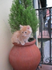 vendo gatita maine coon - mejor precio | unprecio.es