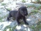 vendo una cachorra de american pitbull su precio 175e - mejor precio | unprecio.es