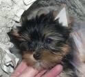 Yorksihire terrier cachorros150eur