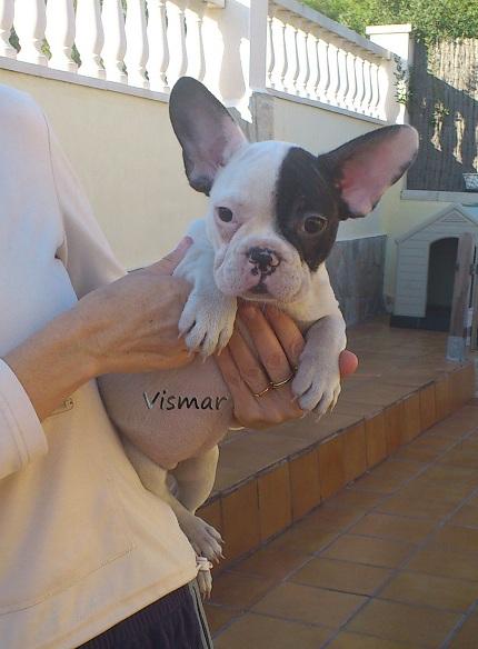 Preciosa hembrita de Bulldog francés
