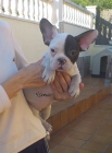 Preciosa hembrita de Bulldog francés - mejor precio | unprecio.es