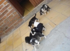 Autenticos cachorros de husky siberiano con ojos azules - mejor precio | unprecio.es