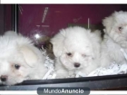 Bichon maltes de pura raza - mejor precio | unprecio.es