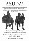 Bulldog frances robado - mejor precio | unprecio.es
