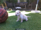 CACHORRITO DE 3 MESES DE LABRADOR - mejor precio | unprecio.es