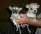 Chihuahuas de todos los precios - mejor precio | unprecio.es
