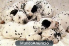 DALMATAS CACHORROS - mejor precio | unprecio.es