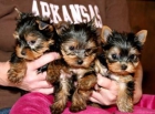 dos cachorros de Yorkshire Terrier para la venta, - mejor precio | unprecio.es