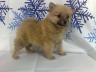 Lulu de Pomerania machos y hembras 550 euros - mejor precio | unprecio.es