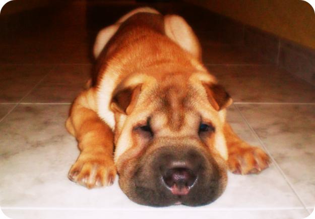 Shar pei macho, busca hembra para monta!