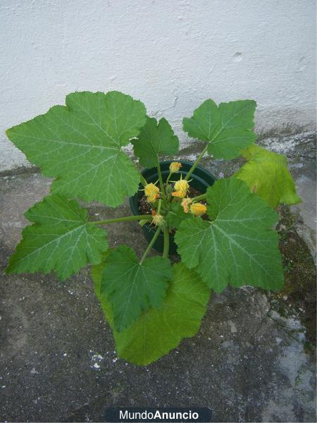 VENDO DOS MACETAS CON LA PLANTA DE CALABAZA A 2 EUROS CADA UNA Y OTRAS PLANTAS A 2 EUROS Y 1 EURO Vendo dos macetas tama