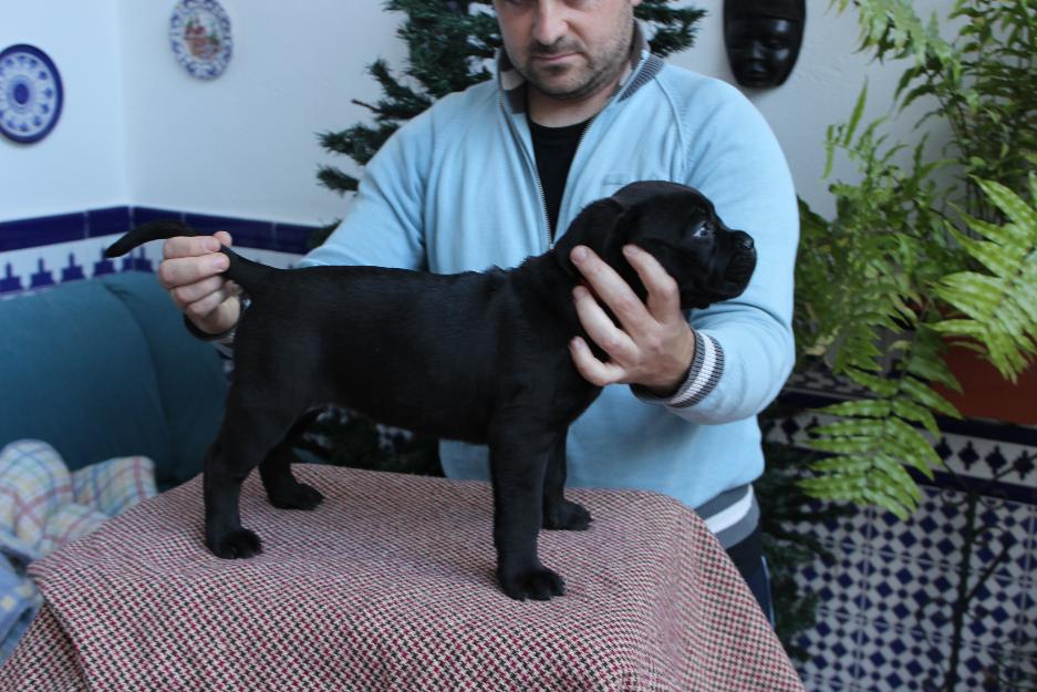 Venta de cane corso