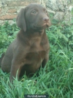 Venta Labrador Retriever Chocolate - mejor precio | unprecio.es