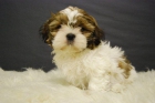 cachorritos de Shih tzu, con pedigre - mejor precio | unprecio.es