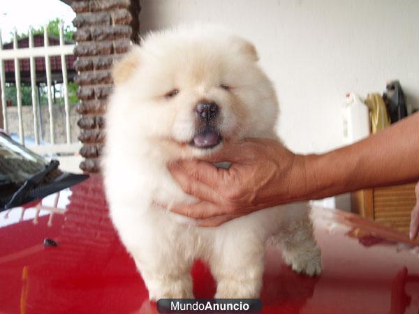 Regalo:macho y hembra chow chow