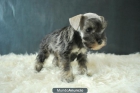 SCHNAUZER MINIATURA CON 2 MESES SAL Y PIMIENTA - mejor precio | unprecio.es