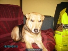 se regala perrita por desahucio - mejor precio | unprecio.es