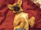 Se Regalo PERRITA - mejor precio | unprecio.es
