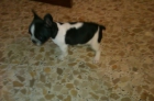 Se vende cachorro Bulldog Frances 500€ - mejor precio | unprecio.es