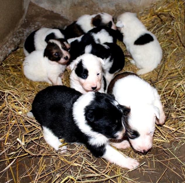 Se venden cachorritos de border collie