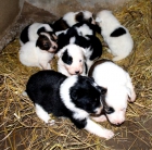 Se venden cachorritos de border collie - mejor precio | unprecio.es