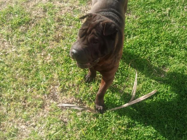 shar pei macho busca perrita para montar