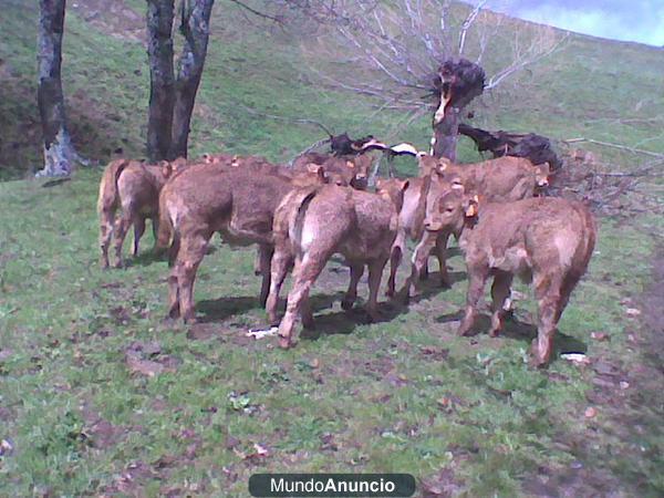 venta de terneros