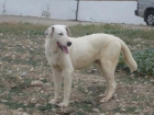 Xico, cachorrón adiestrado pero con minuvalía, en adopción - mejor precio | unprecio.es