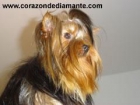 Yorkshire Terrier - Cachorritos disponibles - mejor precio | unprecio.es