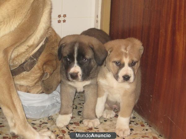 vendo cachorros MASTIN EXTREMEÑO