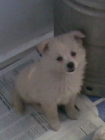 cachorra de lulu de pomerania blanca economica y chiquitina - mejor precio | unprecio.es