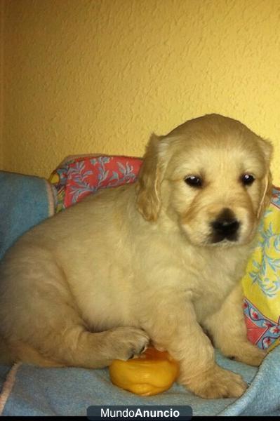 CACHORRO GOLDEN RETRIEVER