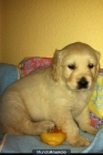 CACHORRO GOLDEN RETRIEVER - mejor precio | unprecio.es