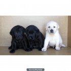 Cachorros de Labrador Negro, 170€ - mejor precio | unprecio.es