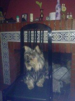 cachorros de yorkshire