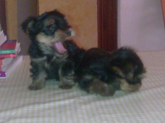 Cachorros de Yorkshire
